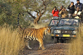 Ranthambhore Jeep Safari Package