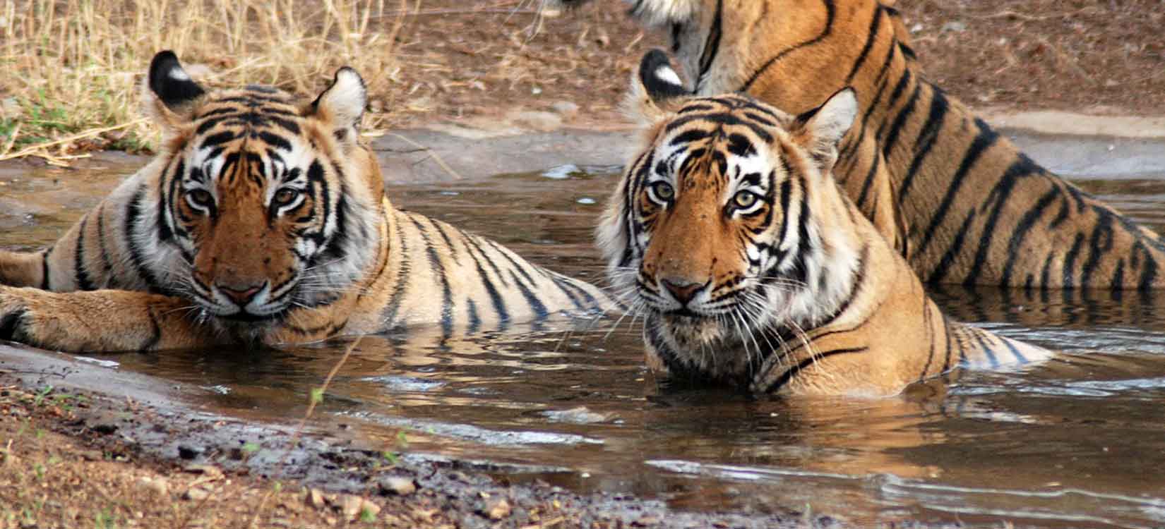  Ranthambhore the tigers land