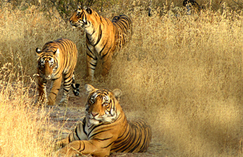 Ranthambhore Tigers