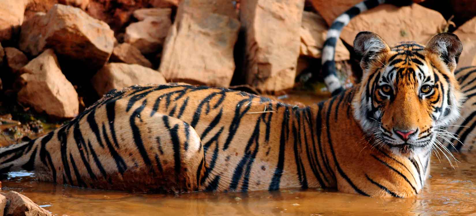 Ranthambhore Tigers- Ranthambhore National Park