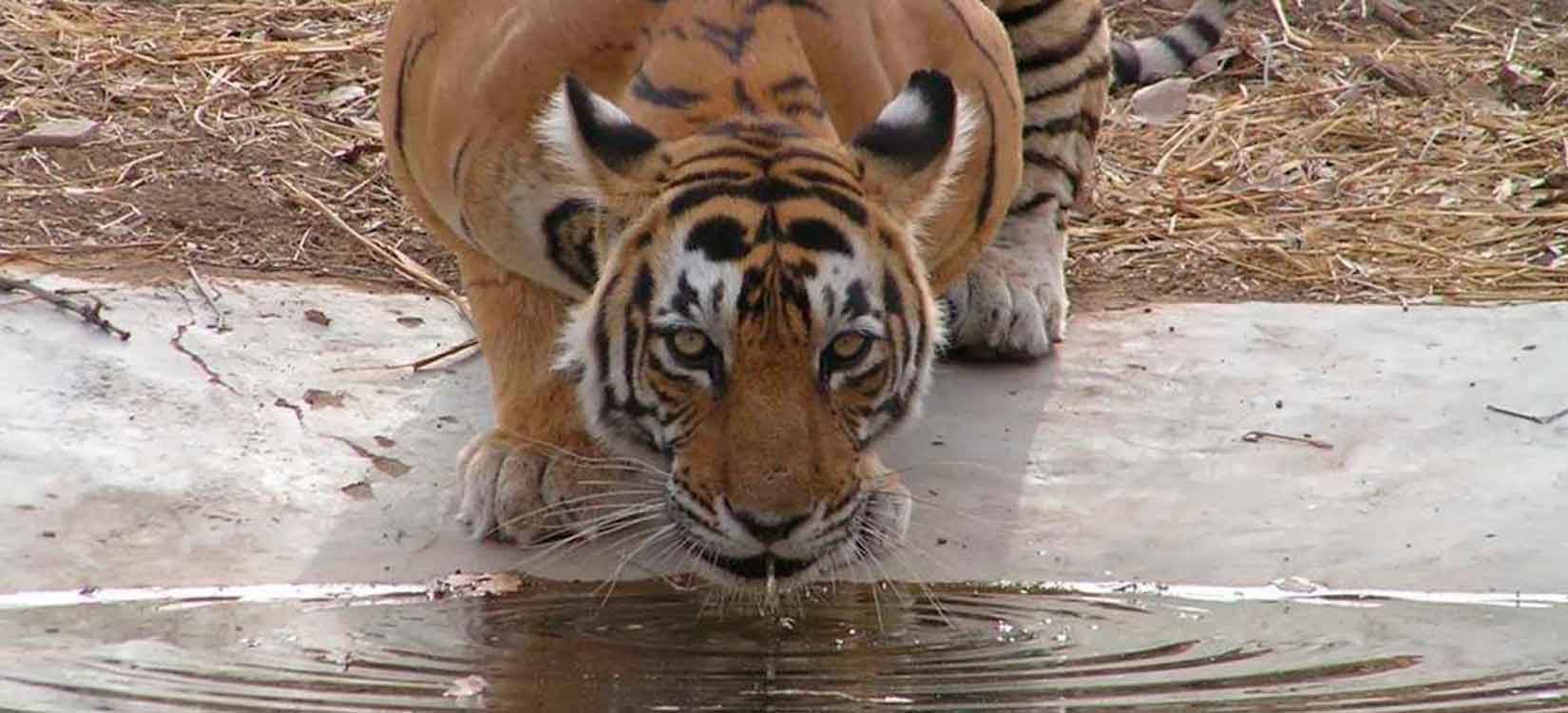 Tigers at Ranthambhore National Park