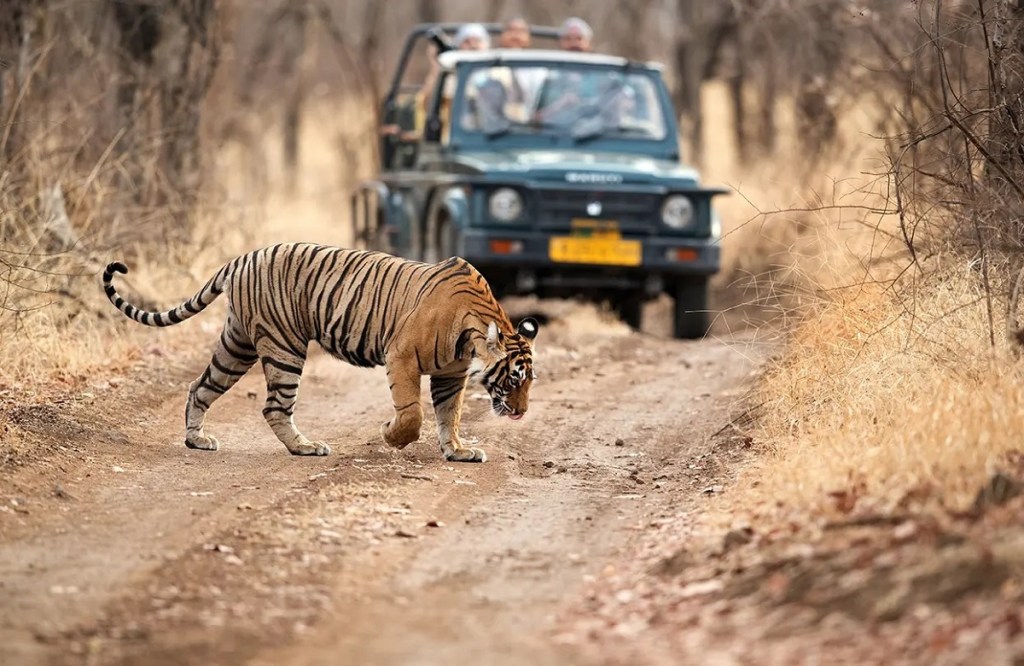 Ranthambore National Park: Ultimate Guide to Safari Zones and Tiger Spotting - Tusk Travel Blog