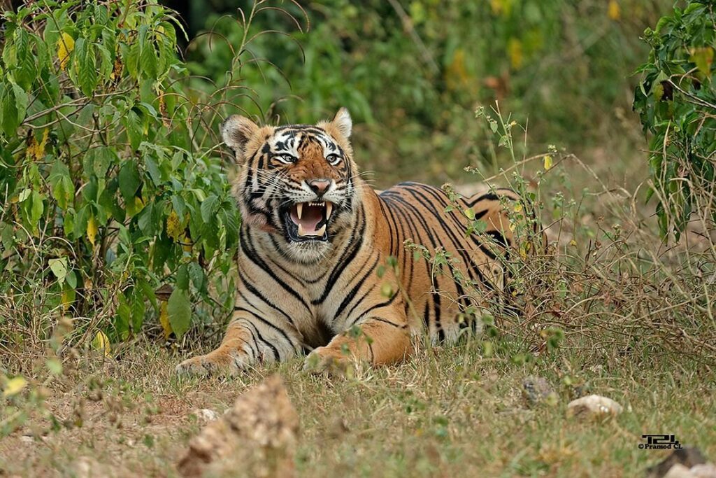 Sariska Tiger