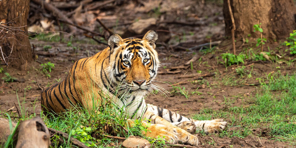 Sariska National Park