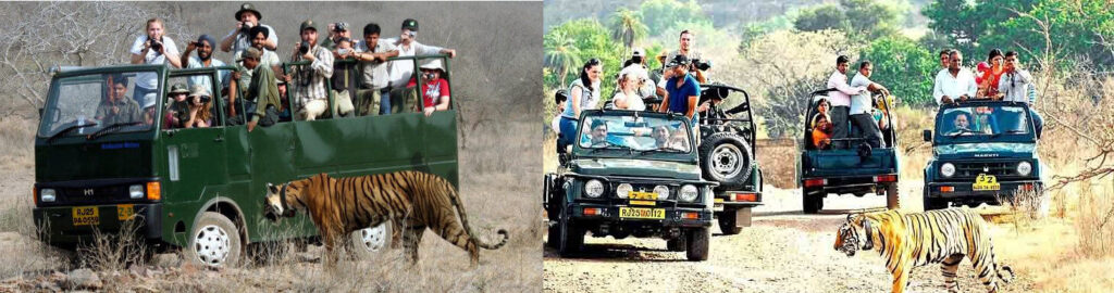 Ranthambore Jeep & Canter Safari