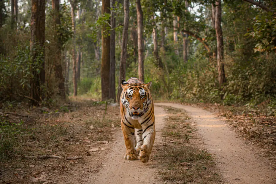 Kanha Ntional Park