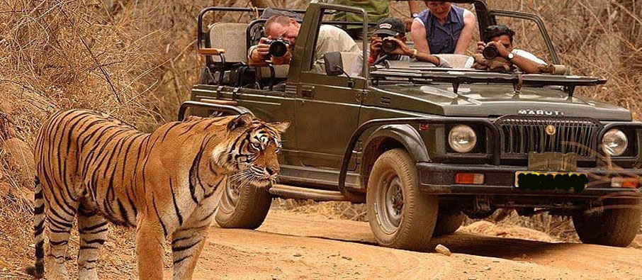 tadoba-tigers-Jeep-Safari