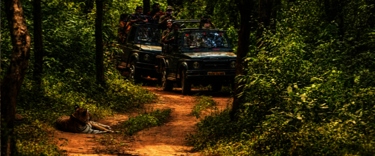 Jeep safari in an Indian national park